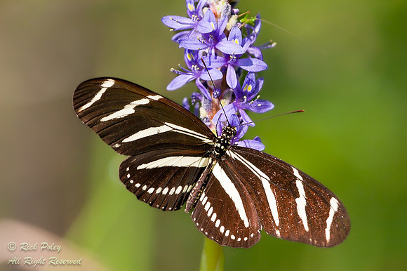 Zebra Longwing Butterfly (Heliconius charithonia); Green Swamp W