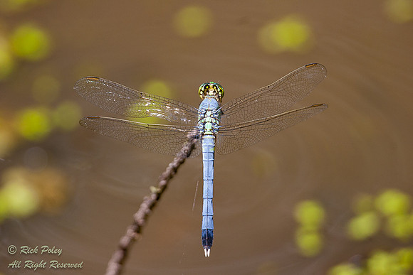 Male Eastern Pondhawk (Erythemis simplicicollis), Green Swamp We