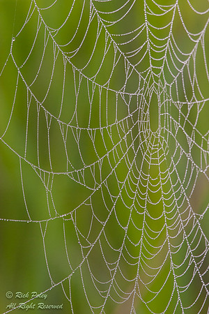 Spider Web With Dew in Cypress Swamp, Green Swamp West Unit, SWF