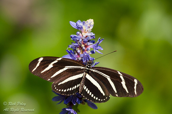 Zebra Longwing Butterfly (Heliconius charithonia); Green Swamp W