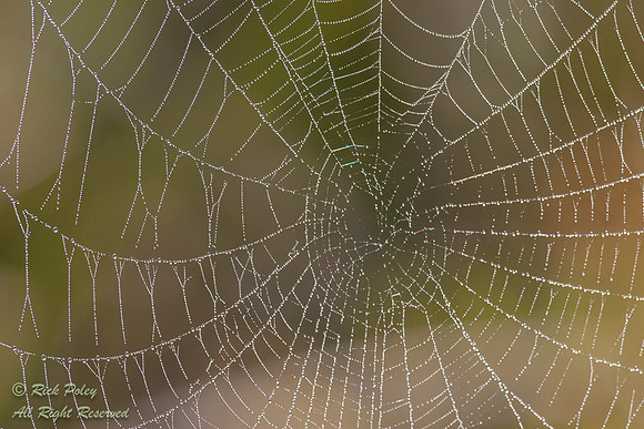 Spider Web With Dew in Cypress Swamp, Green Swamp West Unit, SWF