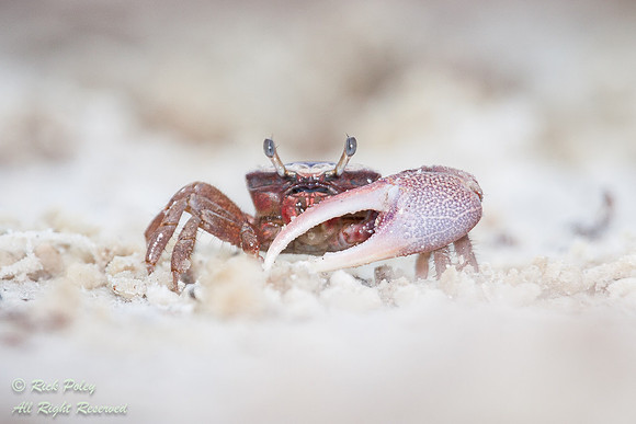 Fiddler Crab (Uca pugilator), Fort De Soto Park, Pinellas County