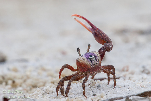Fiddler Crab (Uca pugilator), Fort De Soto Park, Pinellas County