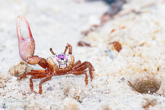 Fiddler Crab (Uca pugilator) & Burrow, Fort De Soto Park, Pinell