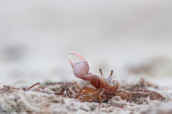 Fiddler Crab (Uca pugilator), Fort De Soto Park, Pinellas County