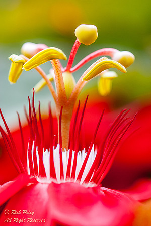 Red Passion Flower, Pasco County, FL