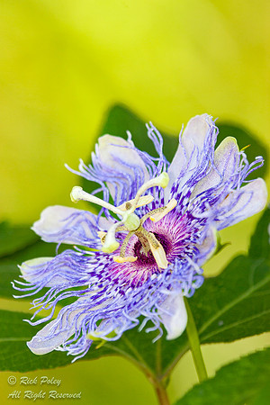 Passion Vine Flower (Passiflora sp),  Flower, Paco County, FL