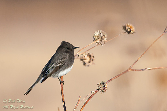 Black Phoebe (Sayornis nigricans), Bosque del Apache NWR, NM