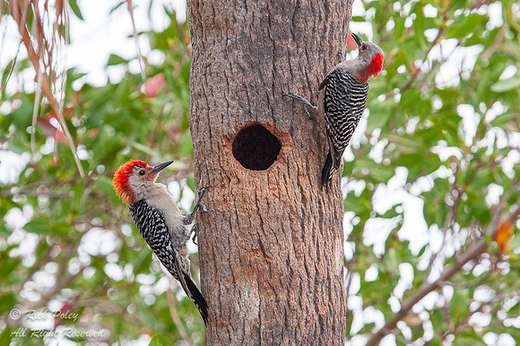 Male & Female Red-Bellied Woodpeckers (Melanerpes carolinus) at