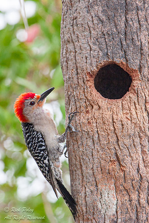 Male Red-Bellied Woodpecker (Melanerpes carolinus), Fort De Soto