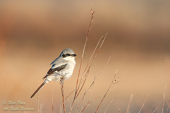 Loggerhead Shrike (Lanius ludovicianus), Bosque del Apache NWR,
