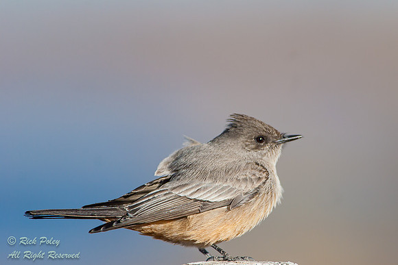 Say's Phoebe (Sayornis saya), Bosque del Apache National WIldlif