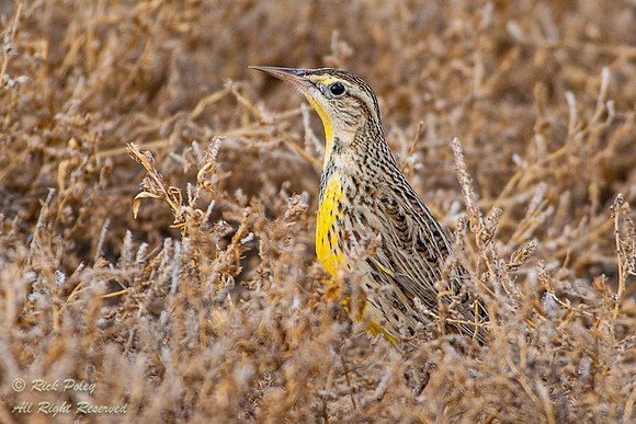 Western Meadowlark (Sturnella neglecta), Bosque del Apache NWR,