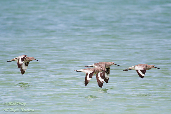 Willet s(Catoptrophorus semipalmatus) in Flight, Fort De Soto Pa