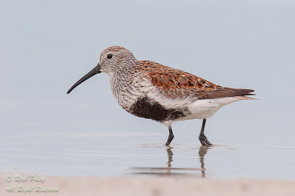 Dunlin (Calidris alpina) With Breeding Plumage, Fort De Soto Par