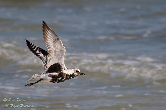 Black-bellied Plover (Pluvialis squatarola) in Flight,  Fort De