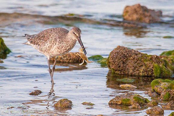 Willet (Catoptrophorus semipalmatus) With a Crab, Fort De Soto P
