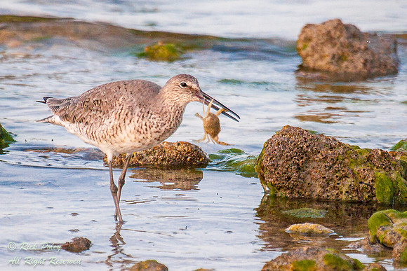 Willet (Catoptrophorus semipalmatus) With a Crab, Fort De Soto P