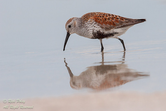 Dunlin (Calidris alpina) With Breeding Plumage, Fort De Soto Par