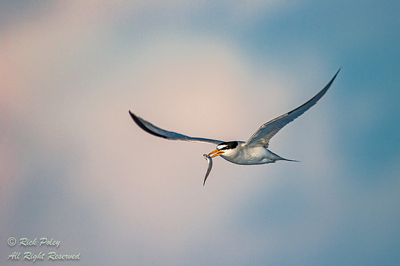 Least Tern (Sternula antillarum) With Breeding Plumage, Fort De