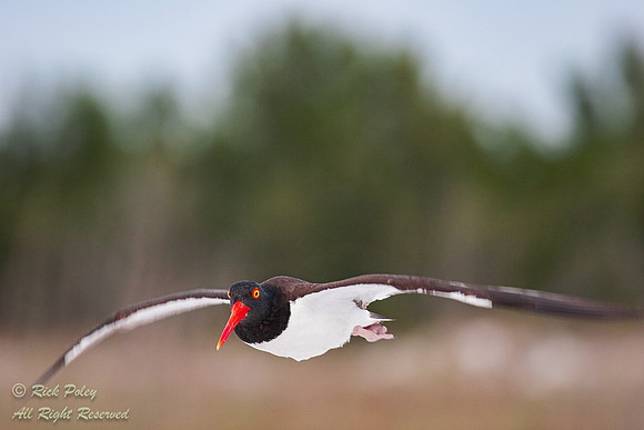 American Oystercatcher (Haematopus palliatus) in Flight, Fort De