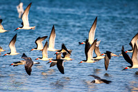 Flying Flock of Black Skimmers (Rynchops niger), Fort De Soto Pa