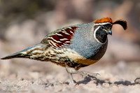 Gambel's Quail (Callipepla gambelii) Cock foraging, Bosque del A