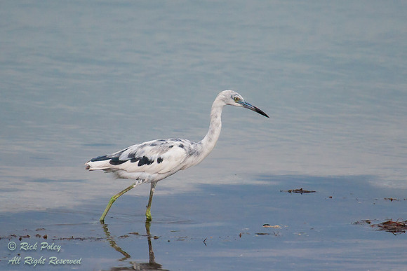 Juvenile Little Blue Heron (Egretta caerulea) Molting to Adult P