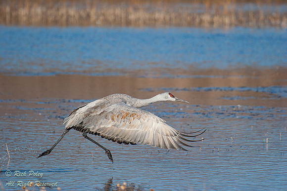 Sandhill Crane (Grus canadensis), Bosque del Apache NWR, NM