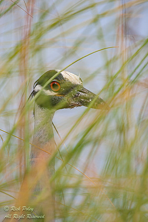 Yellow-crowned Night Heron (Nyctanassa violacea), Fort De Soto P
