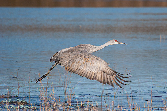 Sandhill Crane (Grus canadensis), Bosque del Apache NWR, NM