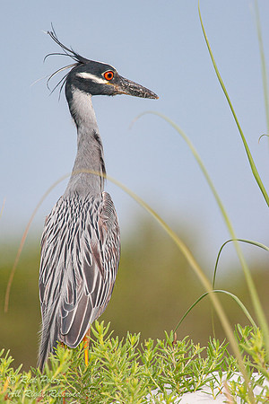 Yellow-crowned Night Heron (Nyctanassa violacea), Fort De Soto P
