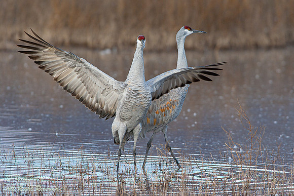 Sandhill Cranes, Grus canadensis, Bosque del Apache National WIl