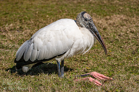 Wood Stork (Mycteria amaericana) Sitting,  Fort De Soto Park, FL