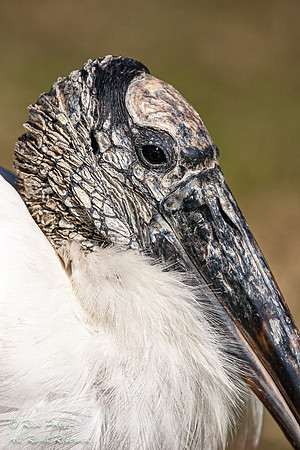 Wood Stork (Mycteria amaericana), Closeup, Fort De Soto Park, FL