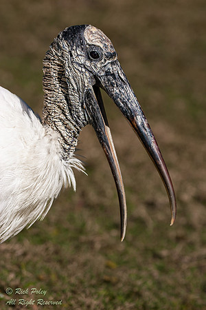 Wood Stork (Mycteria amaericana) With Open Bill, Fort De Soto Pa