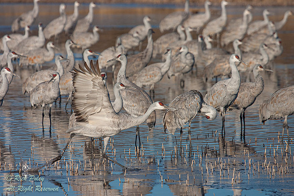 Sandhill Crane (Grus canadensis) Taking off From a Freshwater We