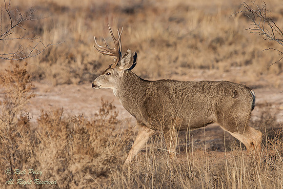 Mule Deer Buck (Odocoileus hemionus), Bosque del Apache NWR, NM