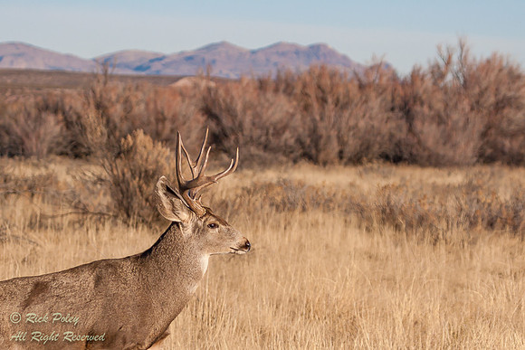 Mule Deer Buck (Odocoileus hemionus), Bosque del Apache NWR, NM