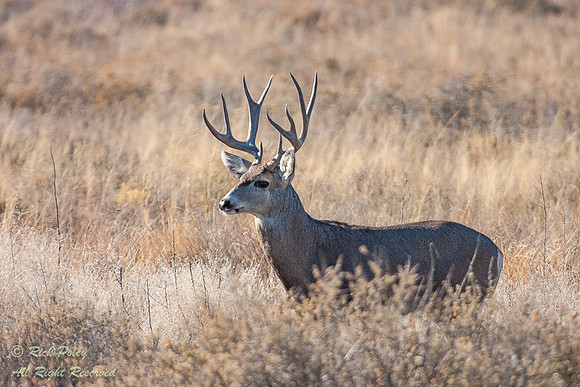 Mule Deer Buck (Odocoileus hemionus), Bosque del Apache NWR, NM