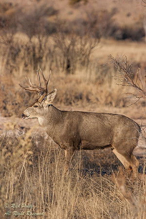 Mule Deer Buck (Odocoileus hemionus), Bosque del Apache NWR, NM