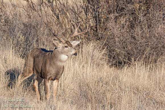 Mule Deer Buck (Odocoileus hemionus), Bosque del Apache NWR, NM