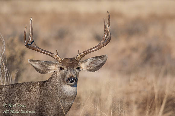 Mule Deer Buck (Odocoileus hemionus), Bosque del Apache NWR, NM