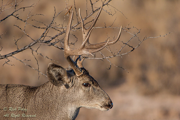 Mule Deer Buck (Odocoileus hemionus), Bosque del Apache NWR, NM