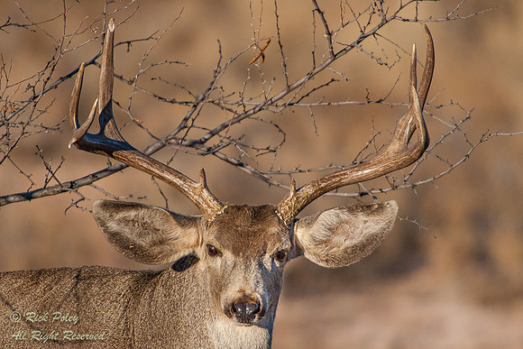 Mule Deer Buck (Odocoileus hemionus), Bosque del Apache NWR, NM
