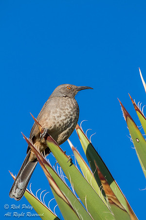 Curve-billed Thrasher (Toxostoma curvirostre) Perched on Yucca,