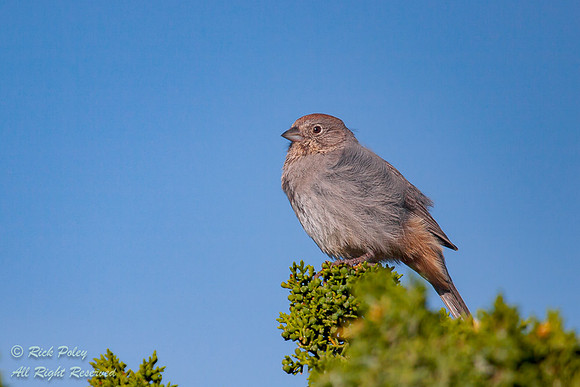 Canyon Towhee (Melozone fusca),  Abiquiu Lake, NM