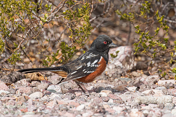 Spotted Towhee (Pipilo maculatus), near Bosque del Apache NWR, N