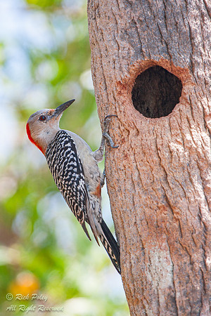 Female Red-Bellied Woodpecker (Melanerpes carolinus), Fort De So