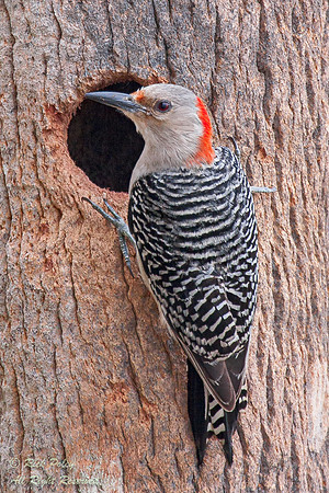 Feale Red-Bellied Woodpecker (Melanerpes carolinus), Fort De Sot